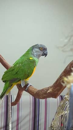 Single Senegal Parrot 0