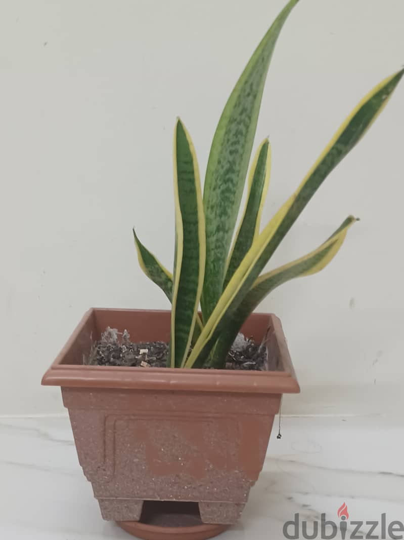 Snake plant 0