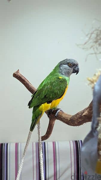 Single Senegal Parrot 1