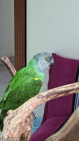 Single Senegal Parrot 2