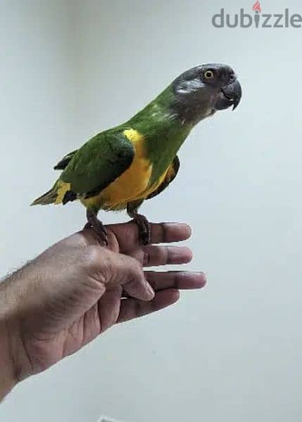 Single Senegal Parrot 3