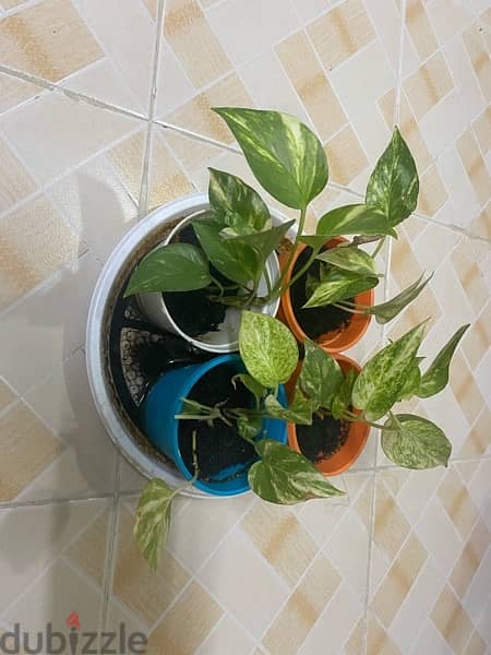Variety Plants for Sale 1