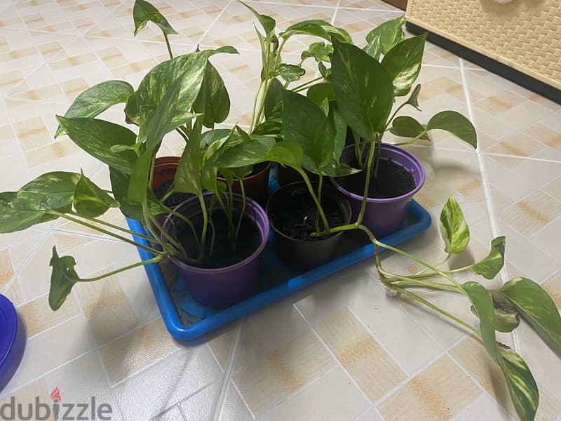 Variety Plants for Sale 3