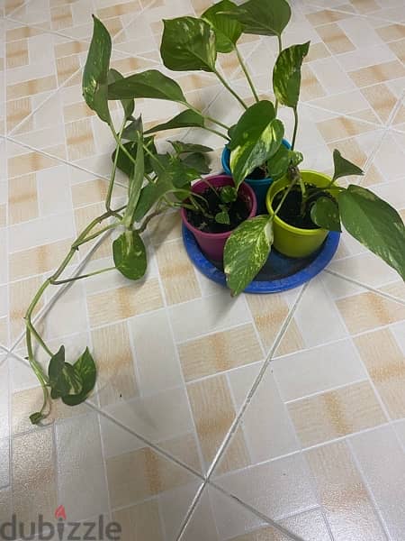 Variety Plants for Sale 7