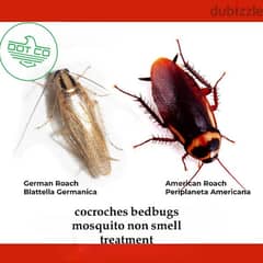 Ģaranted service bedbug,cockroaches,mosquito,Ants,rats