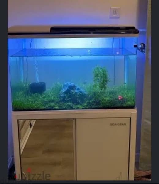 Fish Aquarium with fish / shrimp 0