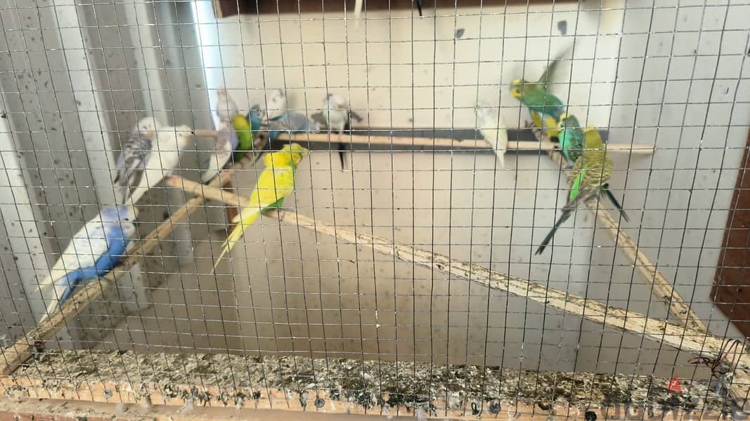 Budgies colony store