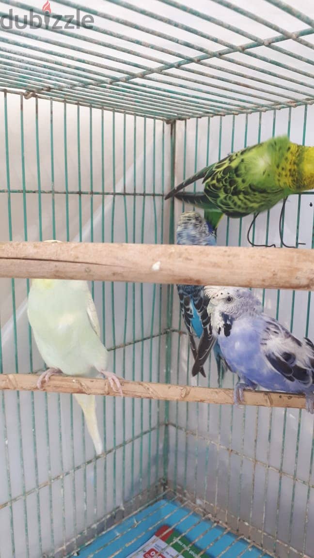 Budgies colony best sale