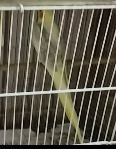 cockatiel