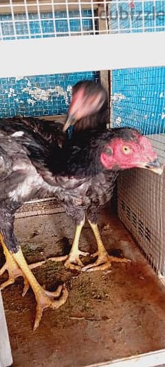 aseel aseel roster and female hen one pair only at 60bd with cage