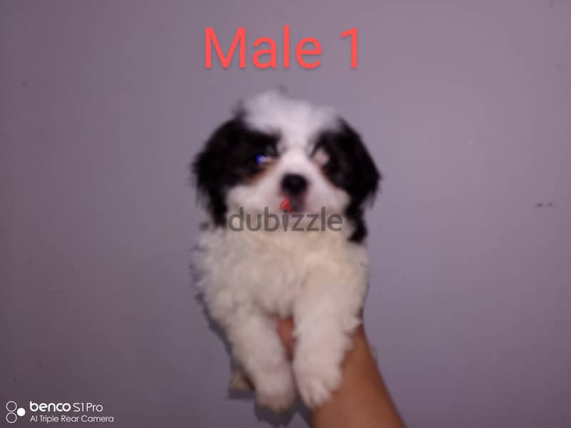 PURE BREED SHIH TZU PUPPIES 0