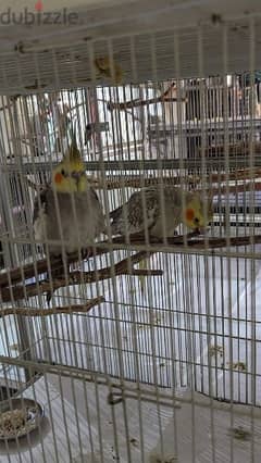 Cockatiel breeding best sale pair for sale