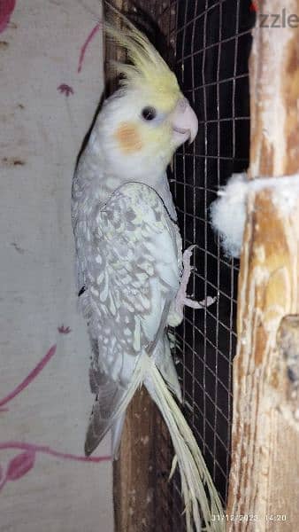 cockatiel 1