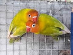 8 love birds with free used cage
