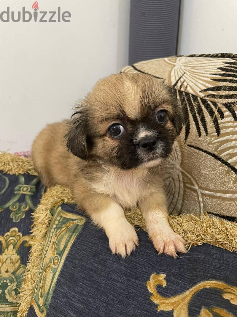 Pekingese pug best sale mix for sale