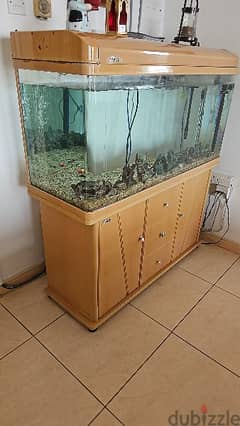 fish  Aquarium