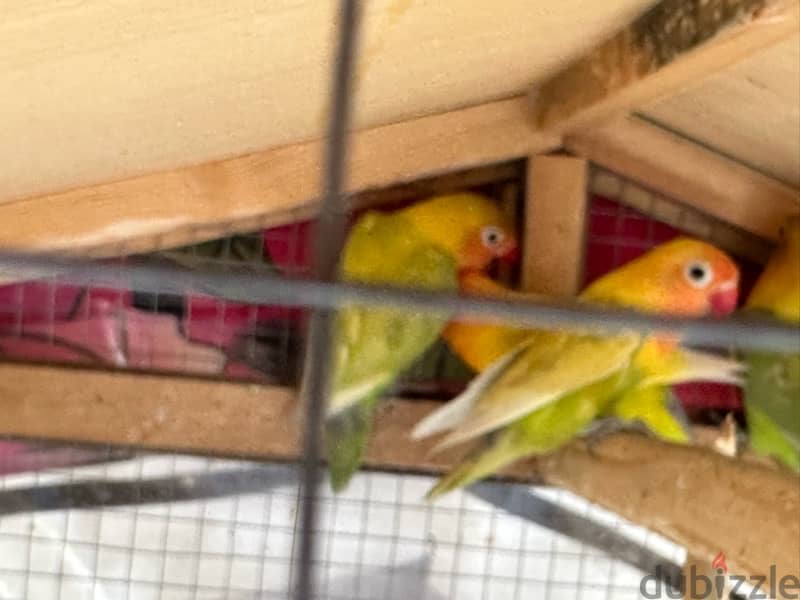 8 love birds with free used cage 1