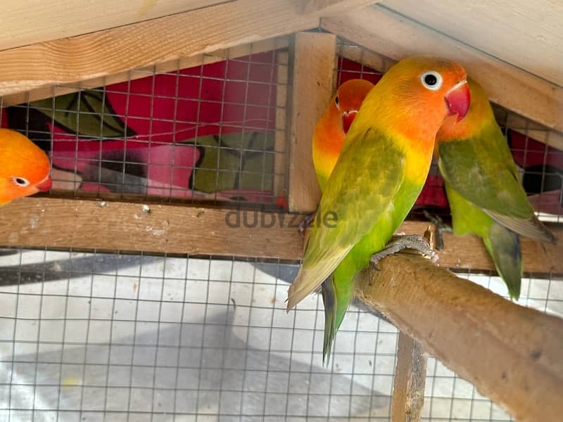 8 love birds with free used cage 2