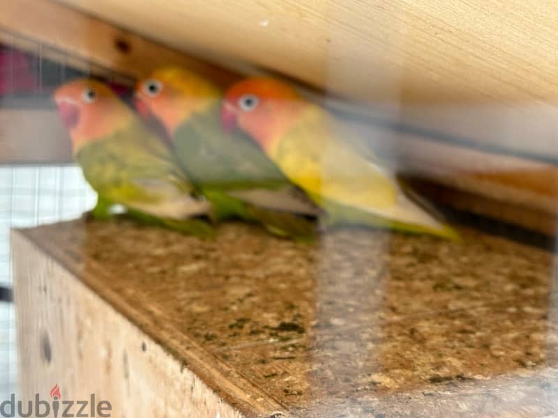 8 love birds with free used cage 3
