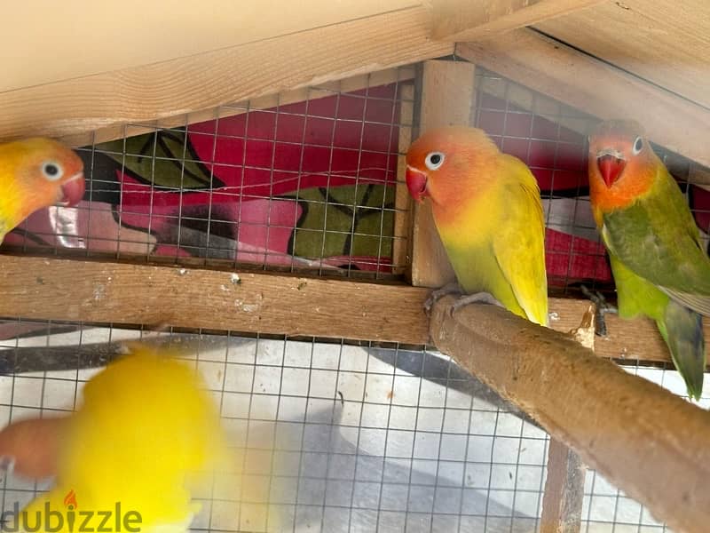 8 love birds with free used cage 4