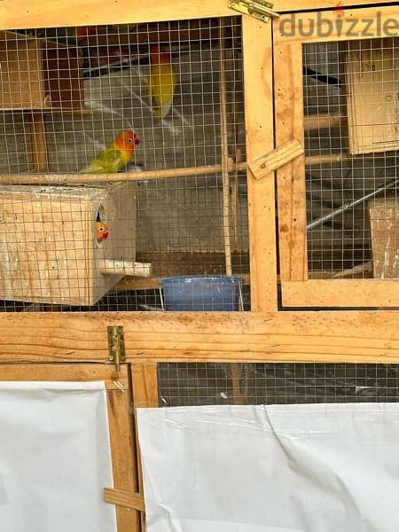 8 love birds with free used cage 5