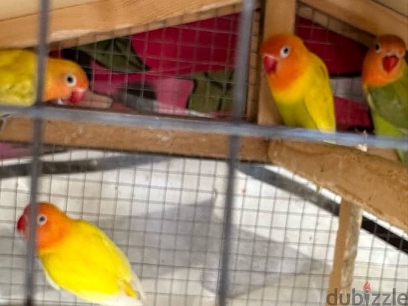 8 love birds with free used cage 6