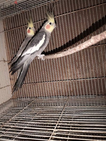 Cockatiel pair best sale for sale