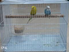 pair of budgies for sale with cage. 0