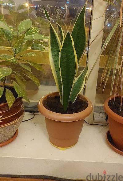 snake plant indoor