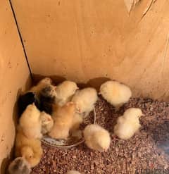 chicks urgent for sale