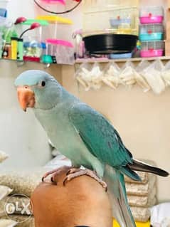 Blue parrot 4 months old for sale 0