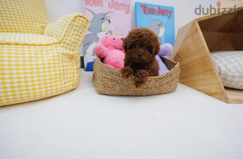 Tea,cup Poodle Female for sale. WhatsApp ‪+1,(909) 315,‑,3853 2