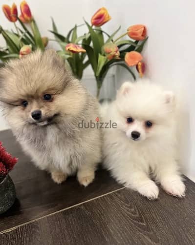 Male & Female Pomeranian for sale. WHATSAPP :‪ +1 (484),718‑9164‬ ‬