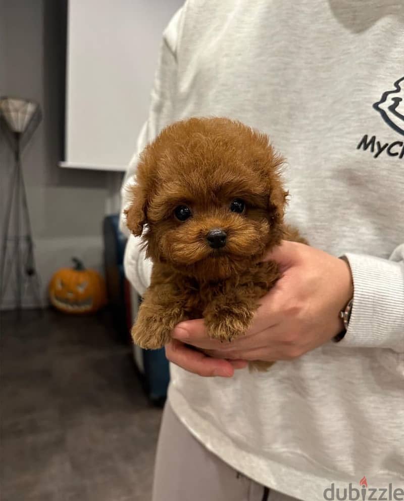 Male Tea,cup Poodle for sale. WHATSAPP :‪ +1 (484),718‑9164‬ 0