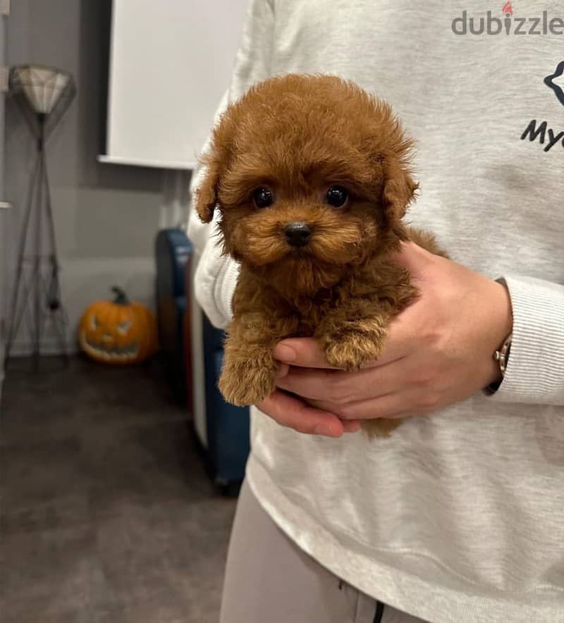 Male Tea,cup Poodle for sale. WHATSAPP :‪ +1 (484),718‑9164‬ 1