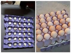 organic Chicken eggs urgent for sale