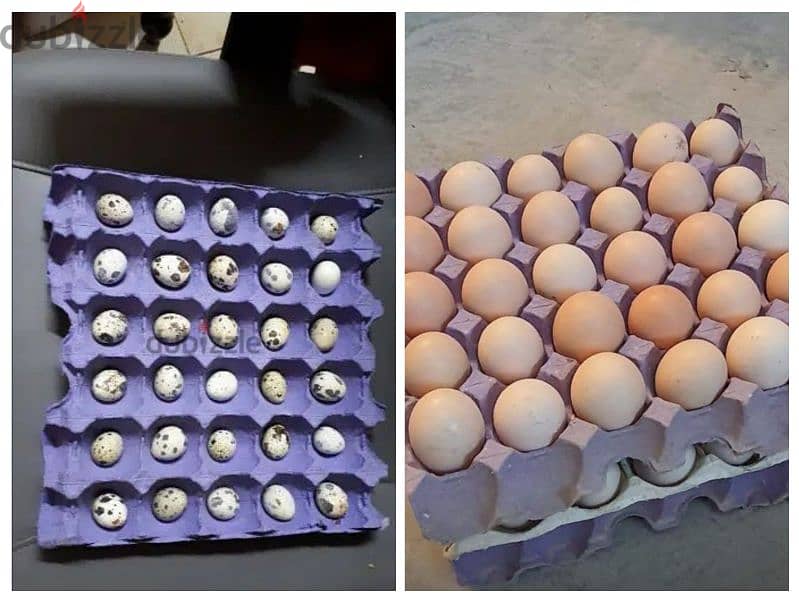 organic Chicken eggs urgent for sale 0