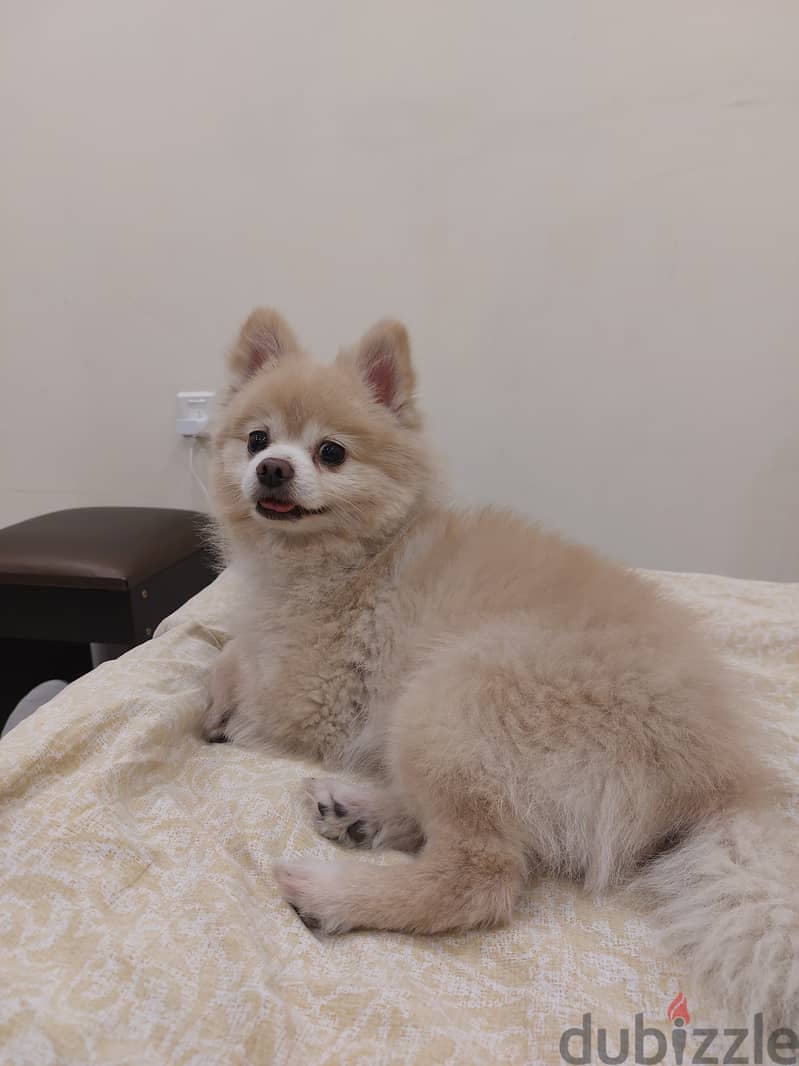 Pomeranian sale dog mating