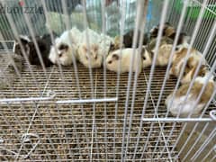 وبر صغار للبيع Baby guinea pig for sale