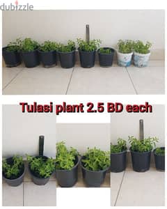 various Indoor outdoor plants.