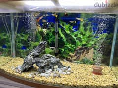 Aquarium for sale bd. 50/-
