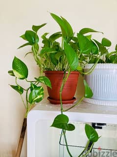 Healthy Money Plant for Sale