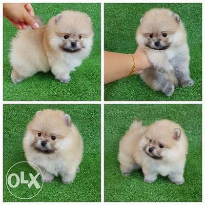 pomeranian puppy for sale