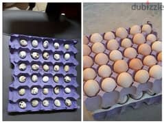 Form fresh chicken eggs urgent for sale