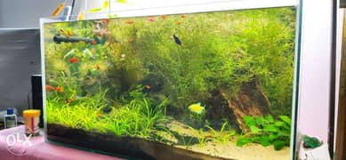planted Aquarium with all set for sale 0
