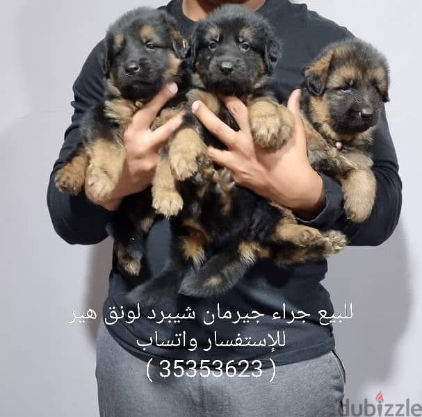 German shepherd clearance small puppy price