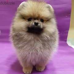Cream male  Pomeranian for sale. WHATSAPP :‪ +1 (909),315‑3853‬ 0