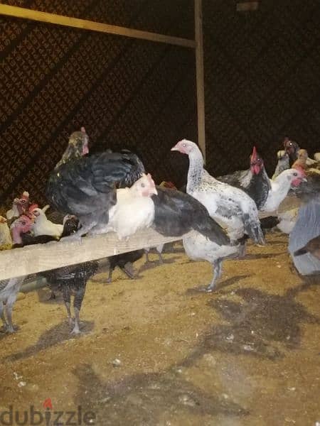 للبيع دجاج بحريني 1
