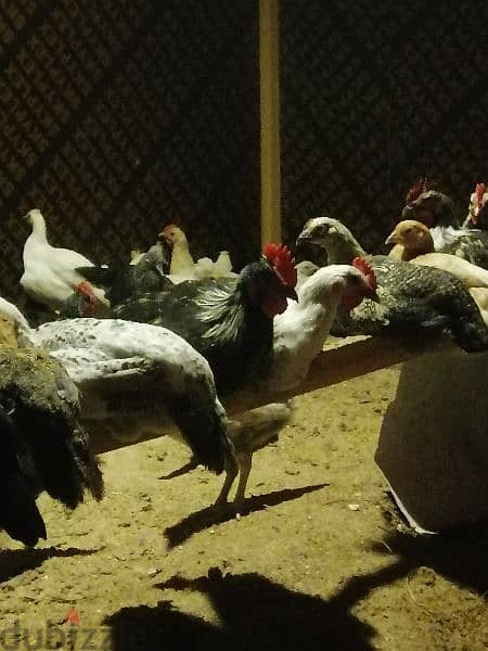 للبيع دجاج بحريني 2