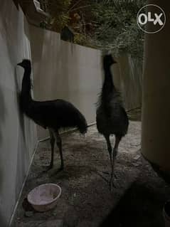 Ostrich Emus 0